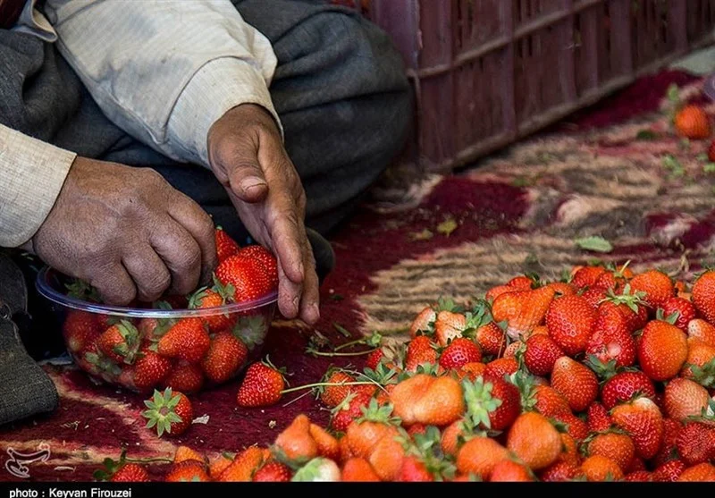 هسته‌ای در کشاورزی ــ 43 | بهبود طعم توت‌فرنگی با پرتودهی – فوتی فوری